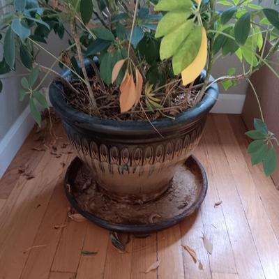1 HEALTHY LIVE PLANT AND 1 IN NEED OF SOME TLC