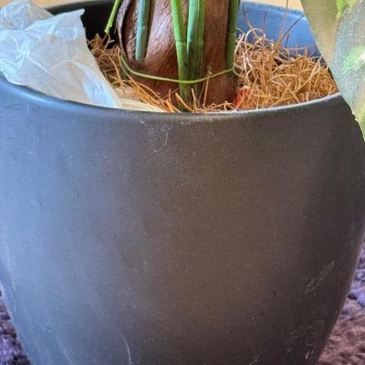 Two artificial dieffenbachia plants.
