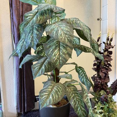 Two artificial dieffenbachia plants.