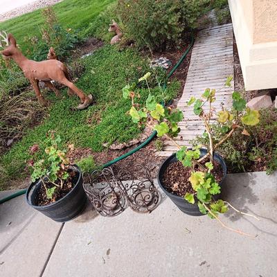 2 GERANIUM PLANTS IN NEED OF TLC AND 2 METAL CANDLE LANTERNS