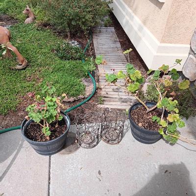 2 GERANIUM PLANTS IN NEED OF TLC AND 2 METAL CANDLE LANTERNS