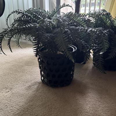 Artificial ficus tree And two artificial fern plants.