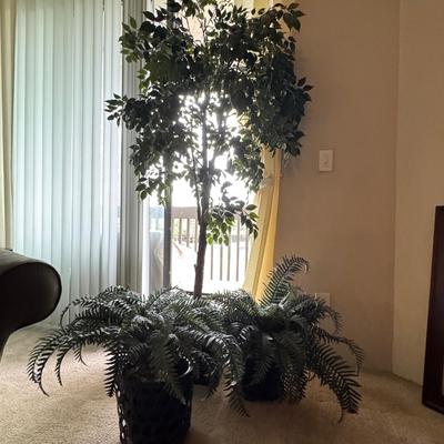 Artificial ficus tree And two artificial fern plants.