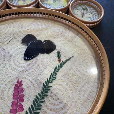 Pressed Butterfly Taxidermy Tray Coaster Set