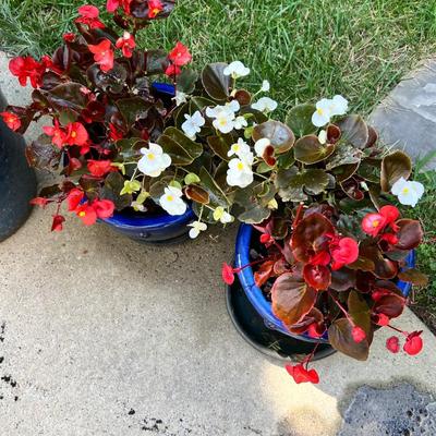 Cobalt Blue Glazed Pots With Plants & More (SR-RG)