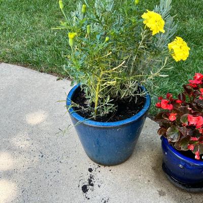 Cobalt Blue Glazed Pots With Plants & More (SR-RG)