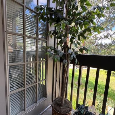 Artificial Ficus tree, a popular decorative plant for both indoor and outdoor spaces.