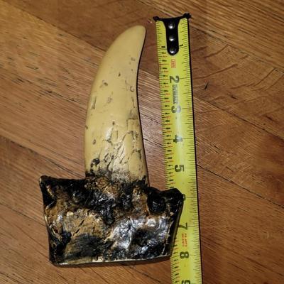 Tyrannosaurus Rex tooth