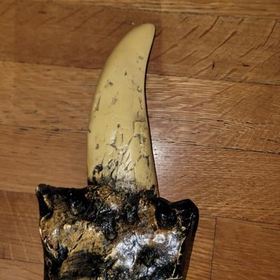 Tyrannosaurus Rex tooth
