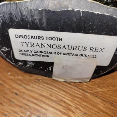 Tyrannosaurus Rex tooth