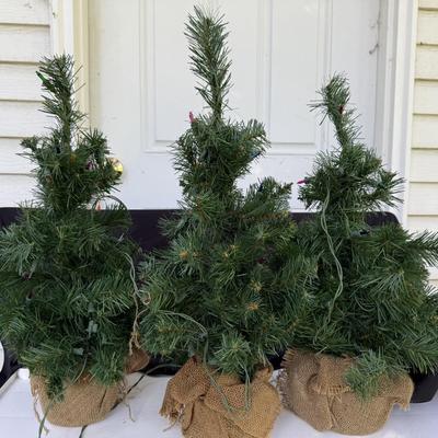 Three small Xmas trees