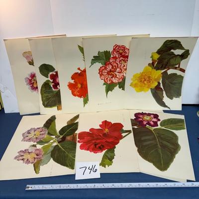 Spring Flower Drawings