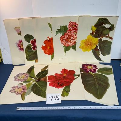 Spring Flower Drawings