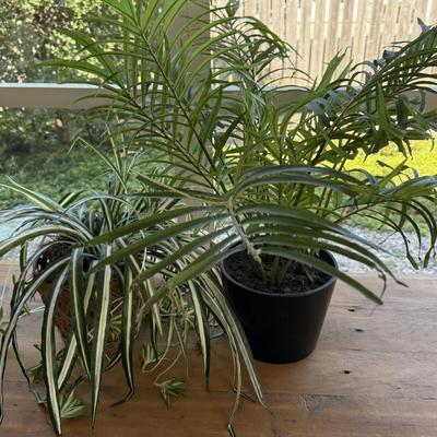 Fake Plants