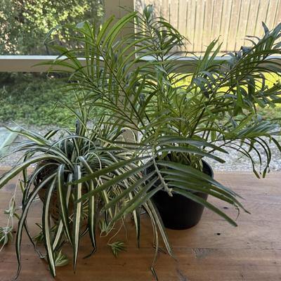 Fake Plants