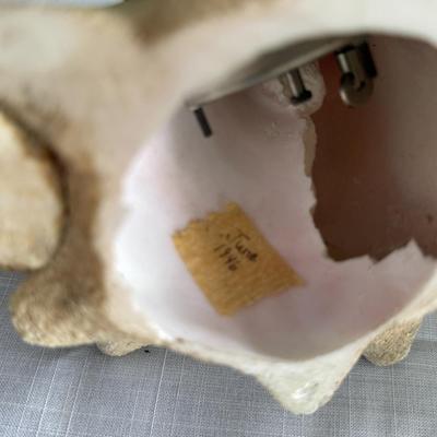 Two large Conch Shells, brought back from SanDiego 1946