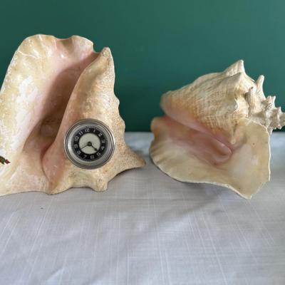 Two large Conch Shells, brought back from SanDiego 1946