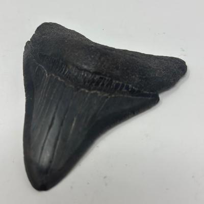 Sale Photo Thumbnail #546: 3 1/4”