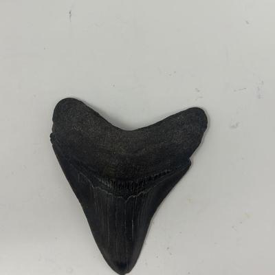 Sale Photo Thumbnail #545: 3 1/4”