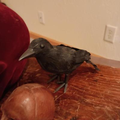 A COLLECTION OF SKULLS, CROW AND A SKELETON BIRD