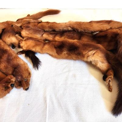 Lot #142 Vintage Mink Pelt (5) Shoulder Sling - 1930's - surprisingly good condition