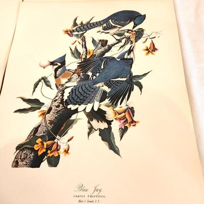 Lot #152 Audubon Folio - 30 Color Bird Prints