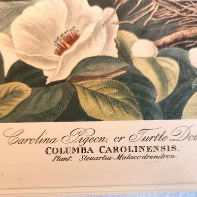 Lot #152 Audubon Folio - 30 Color Bird Prints
