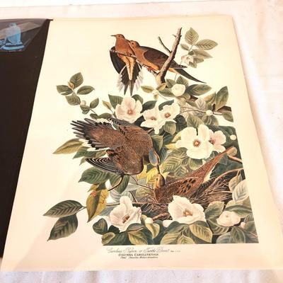 Lot #152 Audubon Folio - 30 Color Bird Prints