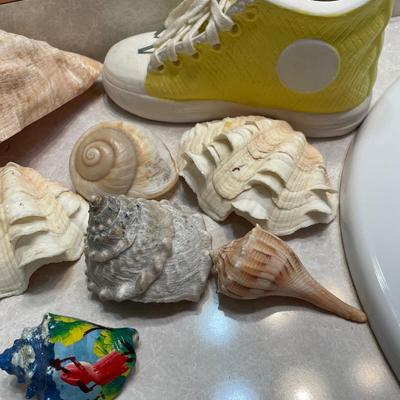 Shells & more