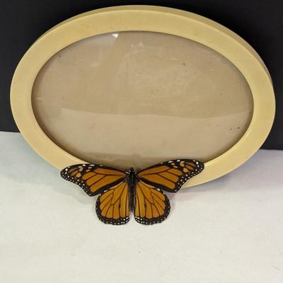Monarch Butterfly With Bubble Frame