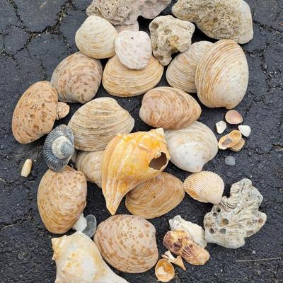 Decorative Rocks and Seashells (G-EL)