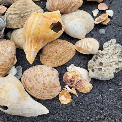 Decorative Rocks and Seashells (G-EL)