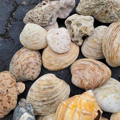 Decorative Rocks and Seashells (G-EL)