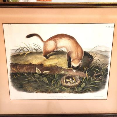 Lot #202 J.W. Audubon Print - Black Footed Ferret - 1846