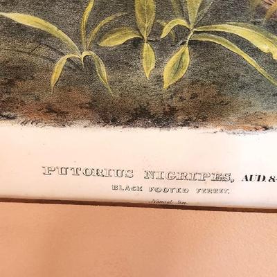 Lot #202 J.W. Audubon Print - Black Footed Ferret - 1846