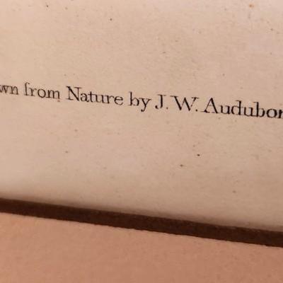 Lot #202 J.W. Audubon Print - Black Footed Ferret - 1846