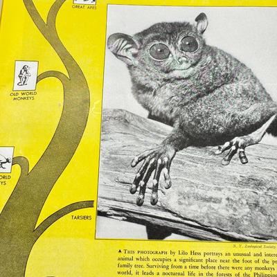 American Museum of Natural History Magazine Large Vintage 1940s Lot 96 Issues