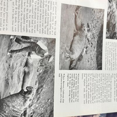 American Museum of Natural History Magazine Large Vintage 1940s Lot 96 Issues