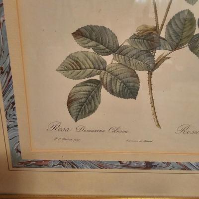 Three Rose Prints (B2-JS)