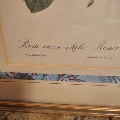 Three Rose Prints (B2-JS)
