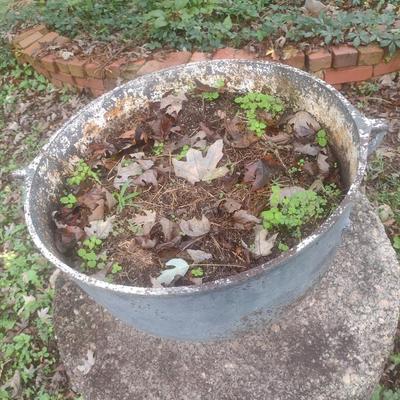 Vintage Cast Iron Cauldron Used as Planter