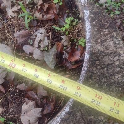 Vintage Cast Iron Cauldron Used as Planter