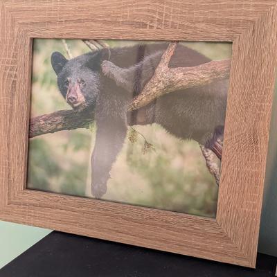 Pair Of Framed Prints Bears Hanging Out In A Tree (SB)
