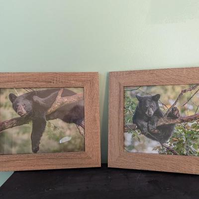 Pair Of Framed Prints Bears Hanging Out In A Tree (SB)