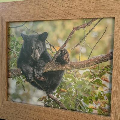 Pair Of Framed Prints Bears Hanging Out In A Tree (SB)