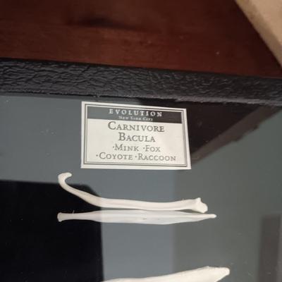 CARNIVORE BACULA AND A STUDENT'S TASCO 600X MICROSCOPE IN WOODEN CASE