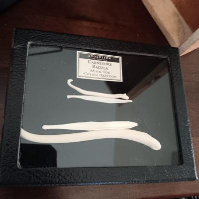 CARNIVORE BACULA AND A STUDENT'S TASCO 600X MICROSCOPE IN WOODEN CASE