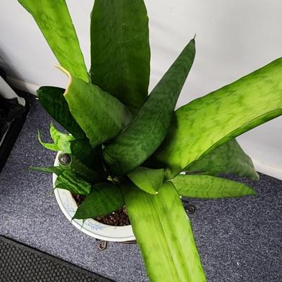 Snake Plant in a Vintage Asian Planter on stand