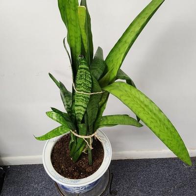 Snake Plant in a Vintage Asian Planter on stand