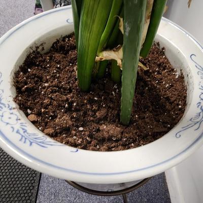Snake Plant in a Vintage Asian Planter on stand
